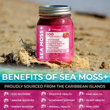 Close-up of WELLNESS LABSRX Irish Sea Moss Gel texture