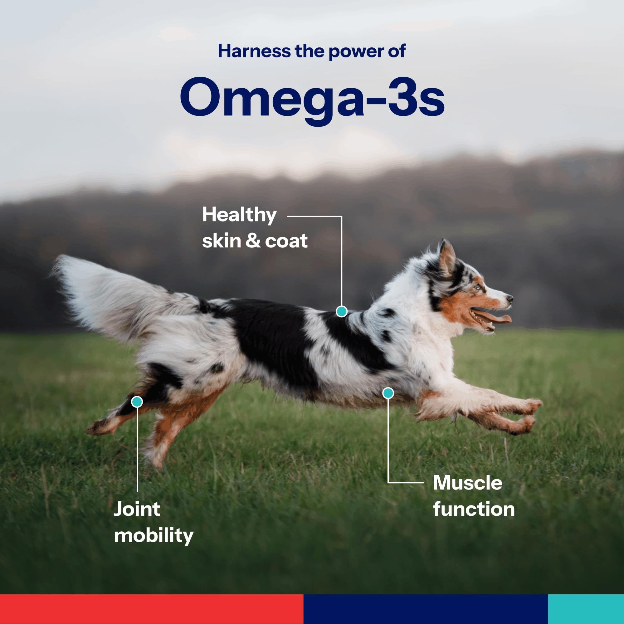 Covetrus Omega-3 soft gel capsules in a bowl