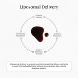 CYMBIOTIKA Liposomal Elderberry Liquid Supplement in a glass of water