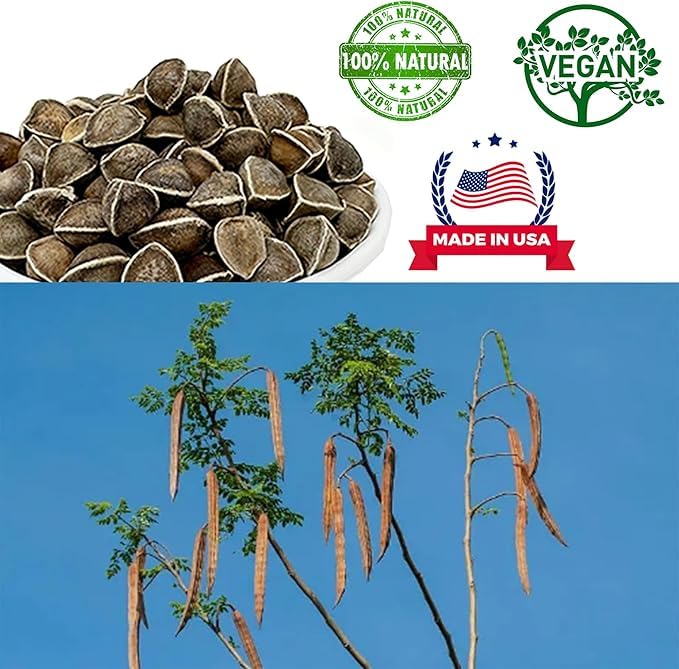 DABC OAK LAND Moringa Oleifera Seeds lifestyle shot
