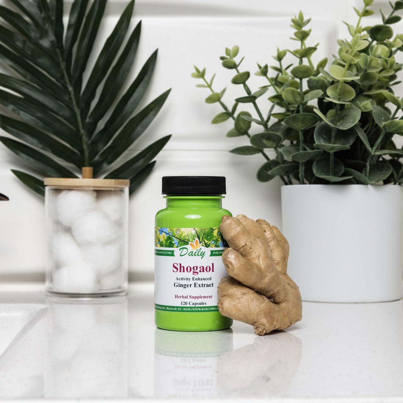 Daily Manufacturing 6-Shogaol Ginger Supplement back view with ingredient list