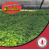 Dairyland Management LLC American Ginseng Capsules 500mg capsules on a wooden table