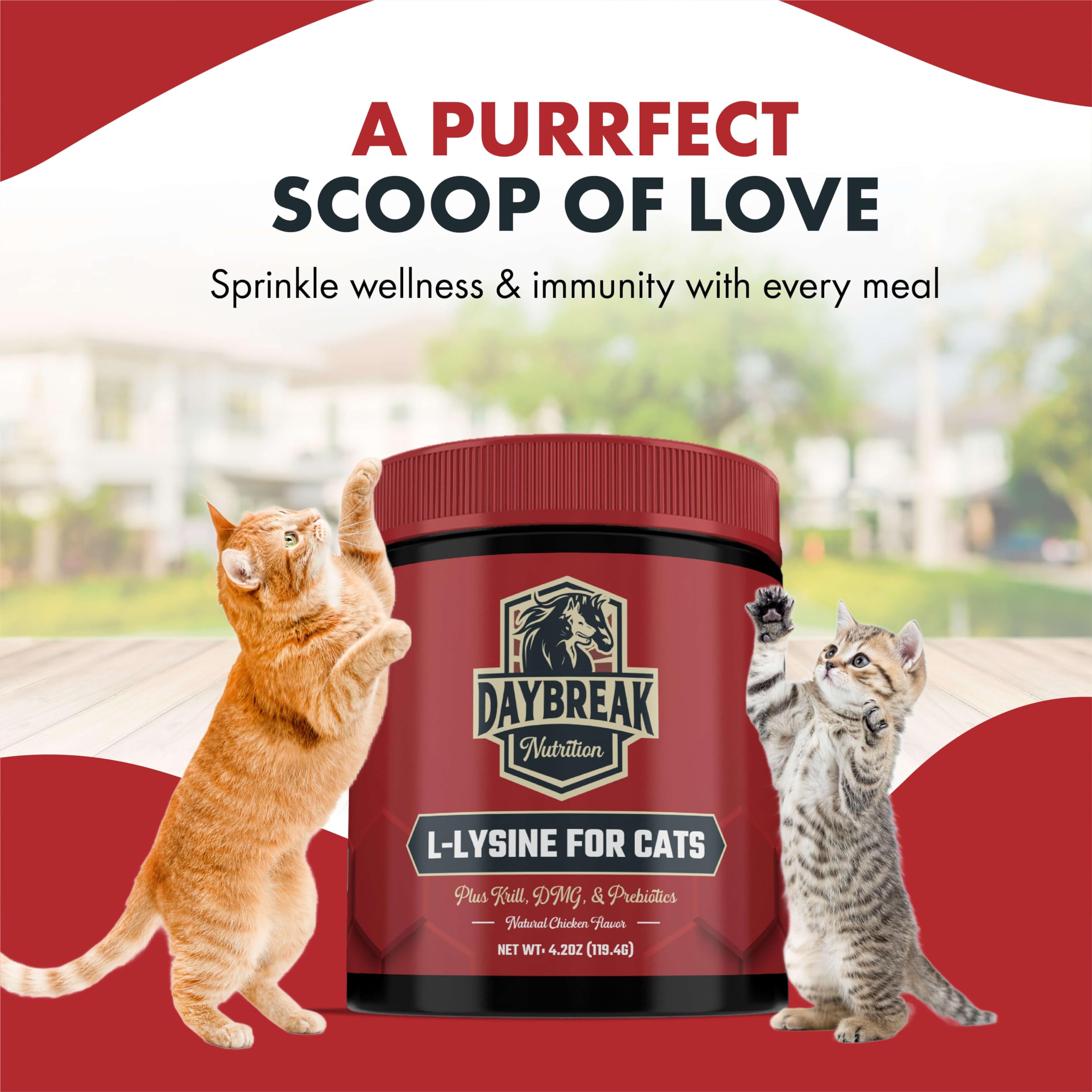 Daybreak Nutrition L-Lysine Powder for Cats on cat food