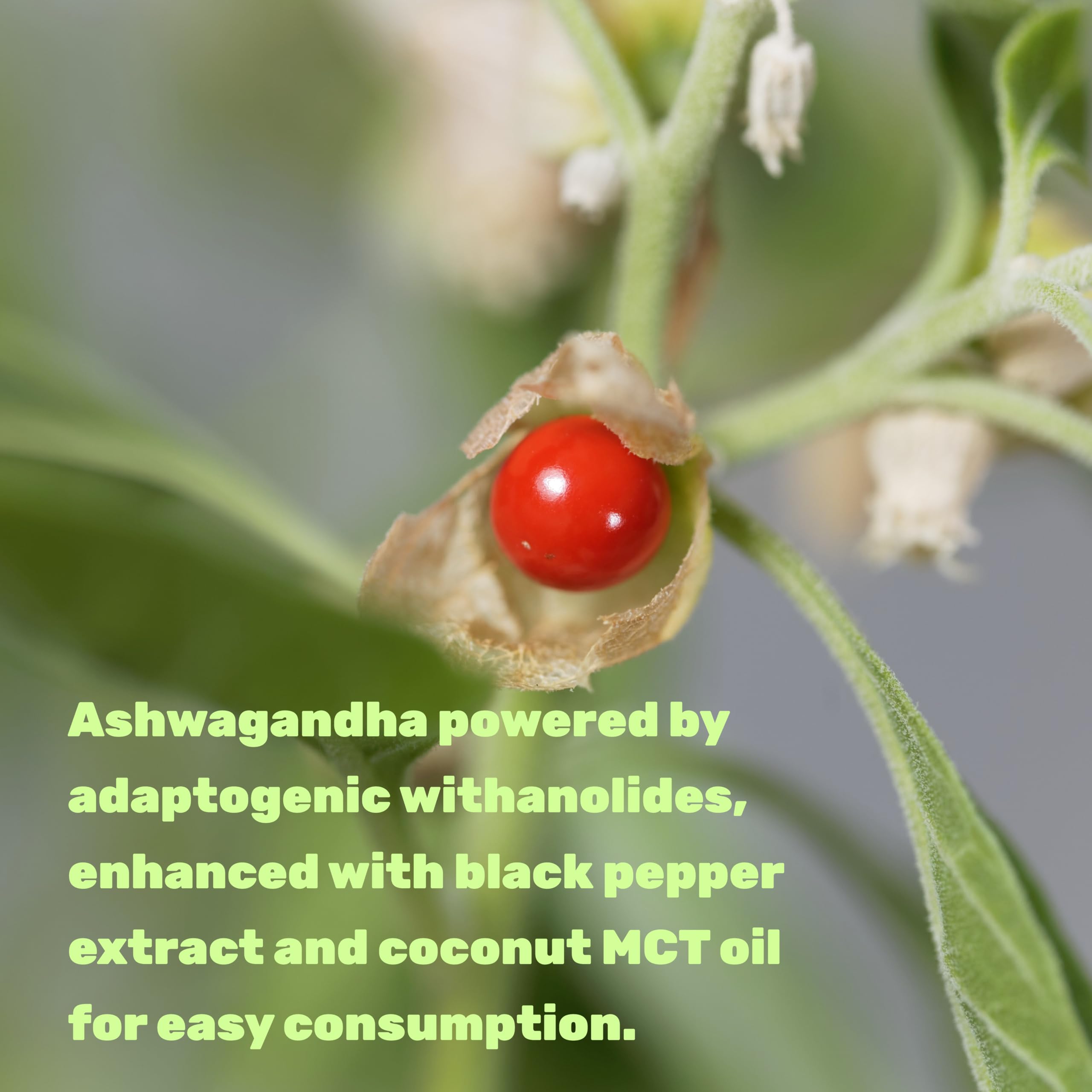 DEAL SUPPLEMENT Ashwagandha Softgels with serving suggestion
