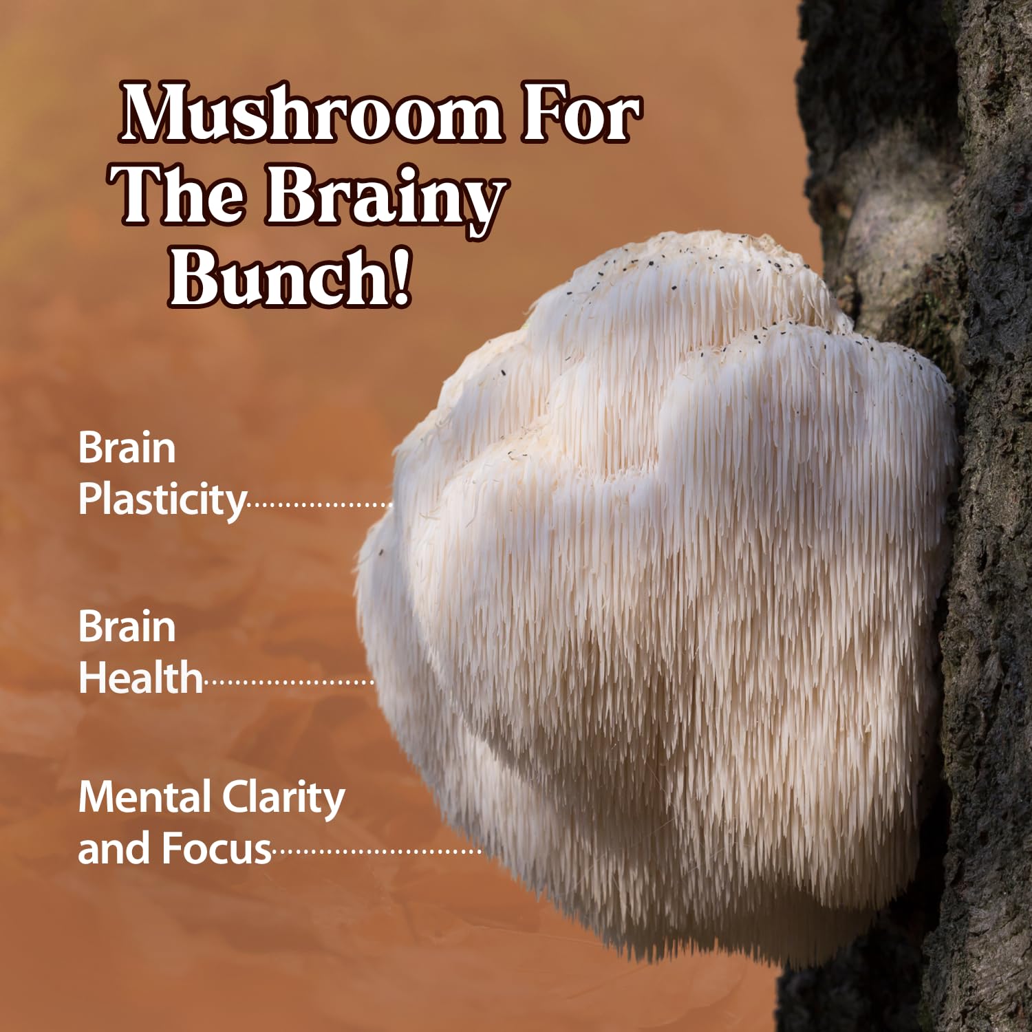 Dragon Herbs Lion's Mane Mushroom Tincture 57g in a glass of water