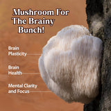 Dragon Herbs Lion's Mane Mushroom Tincture 57g in a glass of water