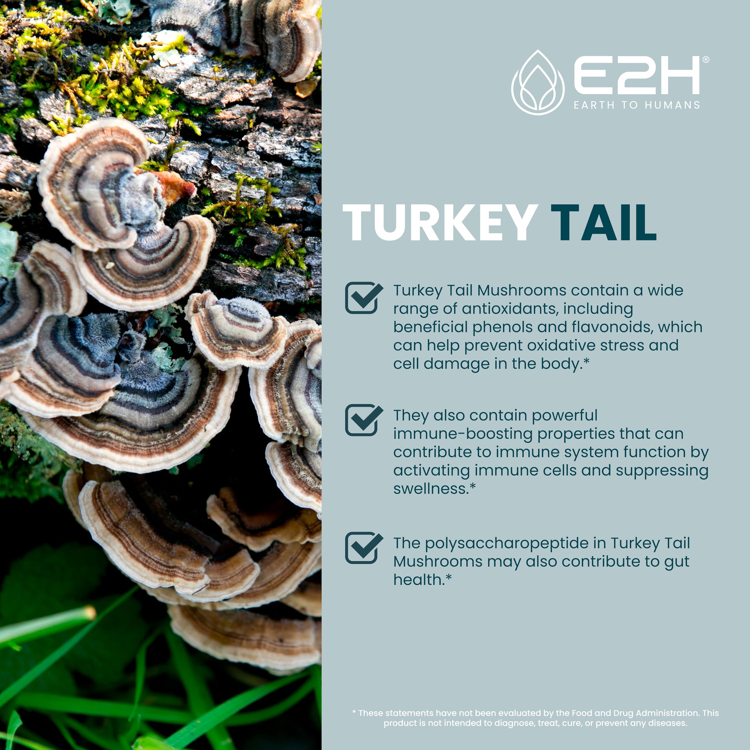 E2H EARTH TO HUMANS Turkey Tail Mushroom Extract liquid drops lifestyle scene