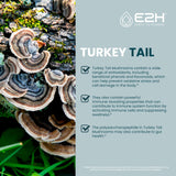 E2H EARTH TO HUMANS Turkey Tail Mushroom Extract liquid drops lifestyle scene