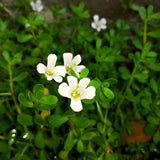 Earthborn Elements Bacopa Monnieri Capsules on a wooden surface