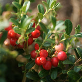 Earthborn Elements Cranberry Extract Capsules packaging details