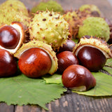 Earthborn Elements Horse Chestnut Capsules with a measuring spoon