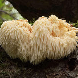 Earthborn Elements Lion’s Mane Capsules close-up of capsules