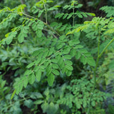 Earthborn Elements Moringa Capsules packaging