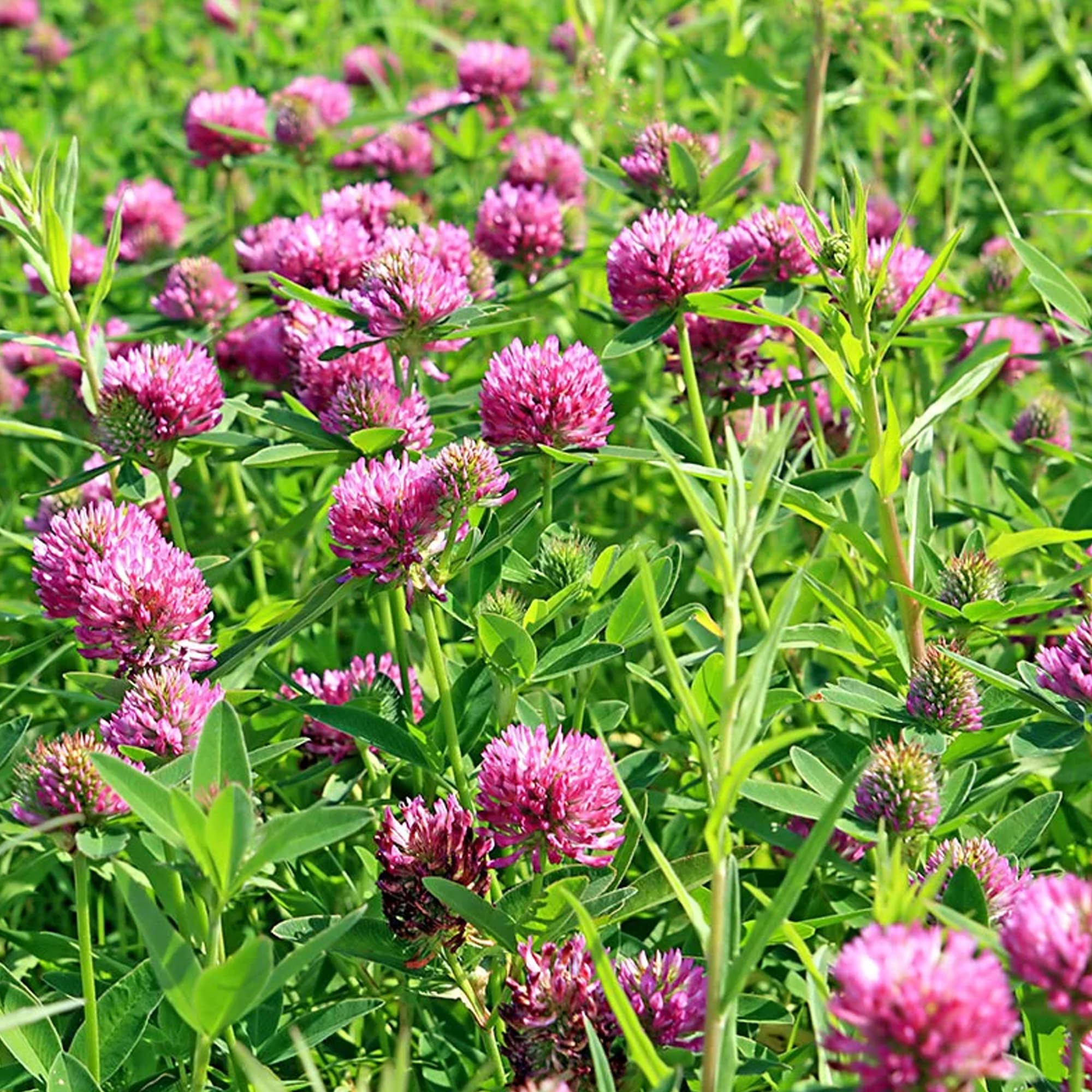 Earthborn Elements Red Clover Capsules with measuring spoon