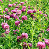 Earthborn Elements Red Clover Capsules with measuring spoon