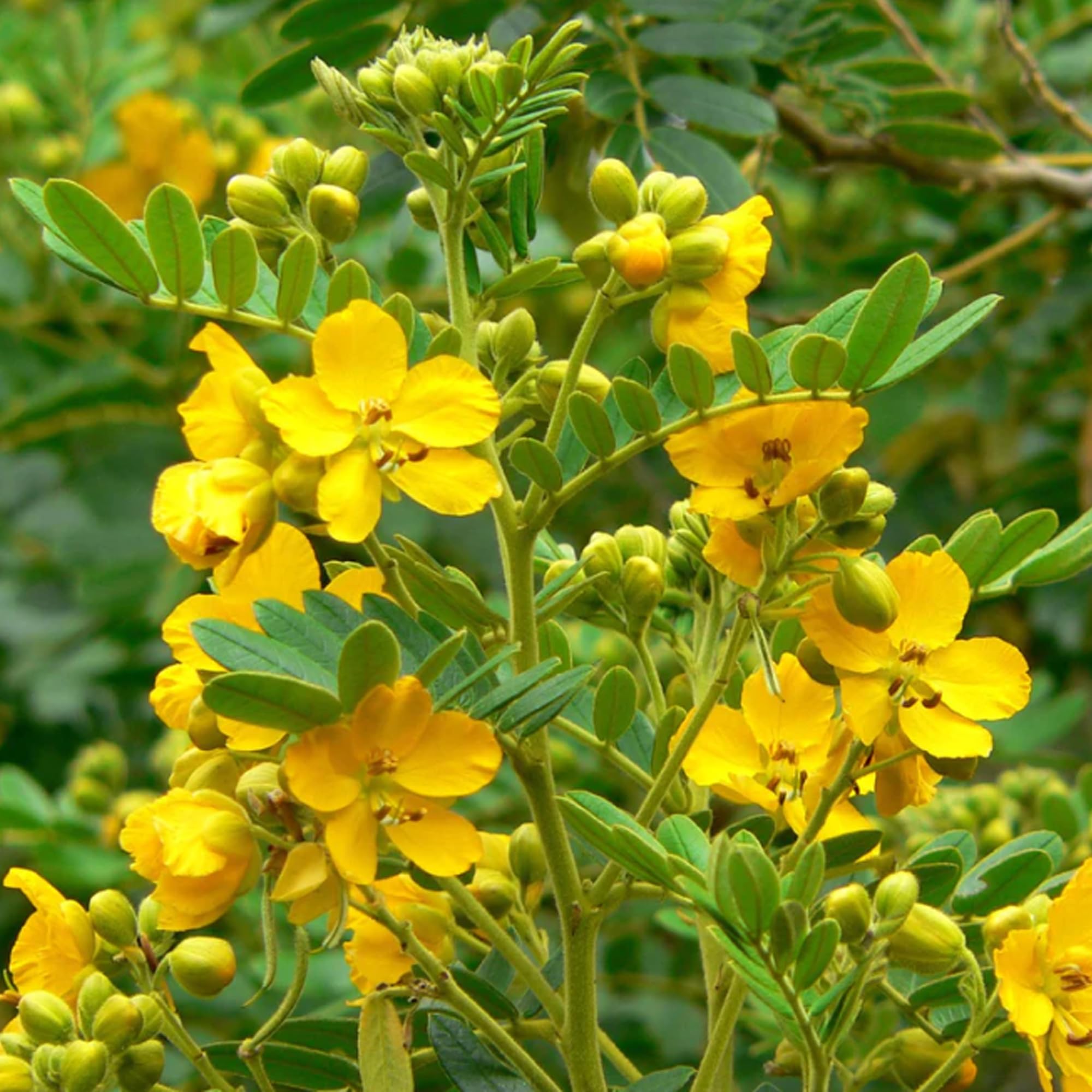 Earthborn Elements Senna Leaf Capsules with measuring spoon
