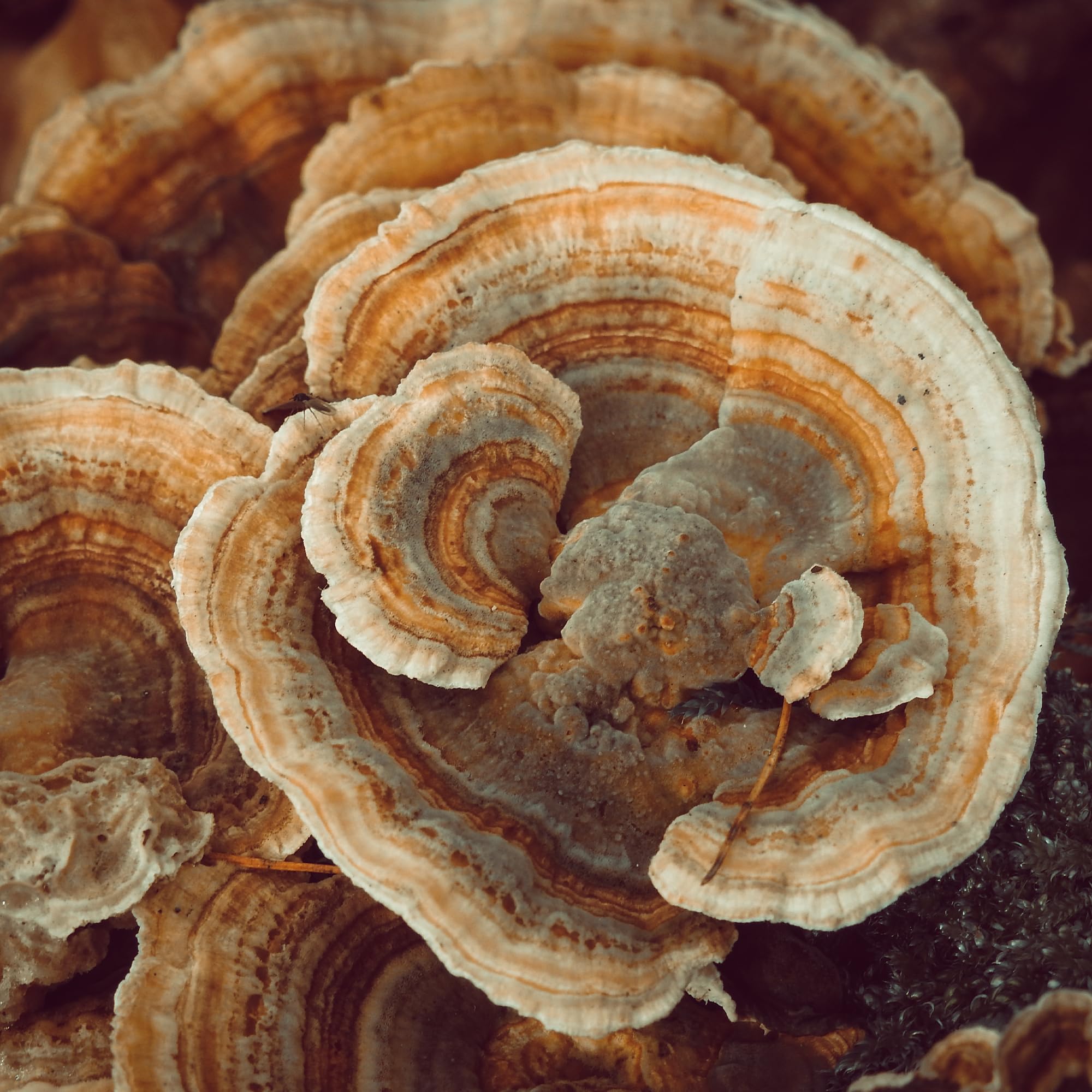 Earthborn Elements Turkey Tail Mushroom Capsules close-up of capsules