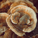 Earthborn Elements Turkey Tail Mushroom Capsules close-up of capsules