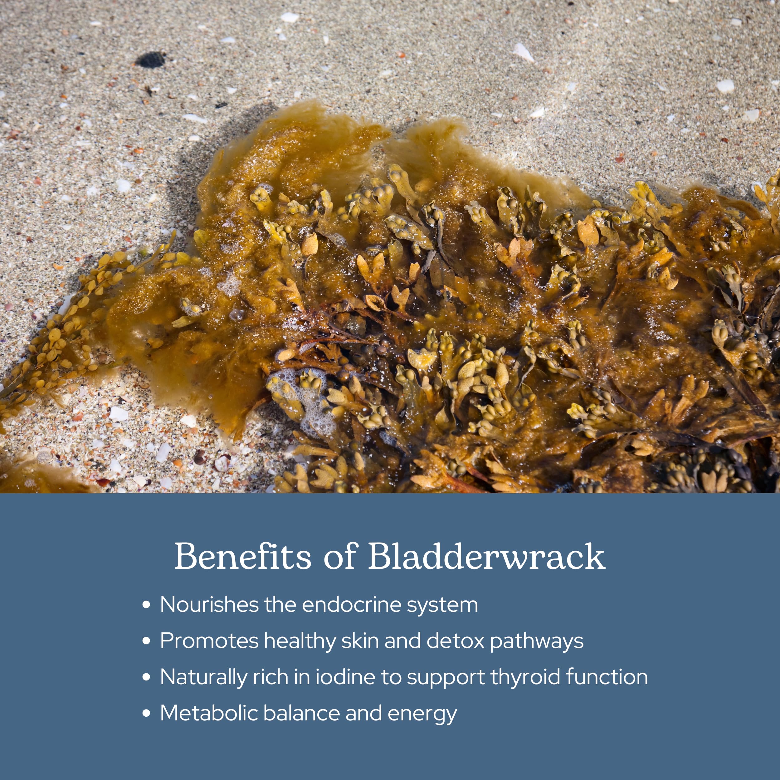 ECLECTIC INSTITUTE Bladderwrack Capsules on a wooden table