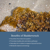 ECLECTIC INSTITUTE Bladderwrack Capsules on a wooden table