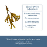 ECLECTIC INSTITUTE Bladderwrack Capsules with fresh bladderwrack plant