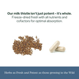 ECLECTIC INSTITUTE Milk Thistle Supplement displayed with fresh Milk Thistle seeds