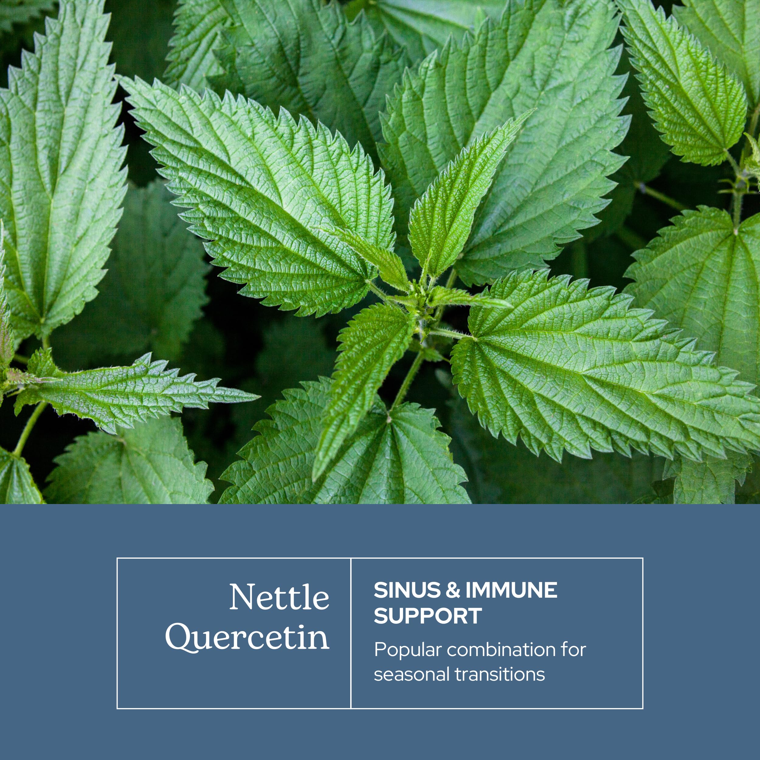 ECLECTIC INSTITUTE Nettle Supplement back view with nutritional information
