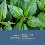 ECLECTIC INSTITUTE Nettle Supplement back view with nutritional information