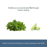 ECLECTIC INSTITUTE Nettle Supplement close-up of capsule