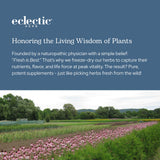 ECLECTIC INSTITUTE Nettle Supplement displayed with herbal products