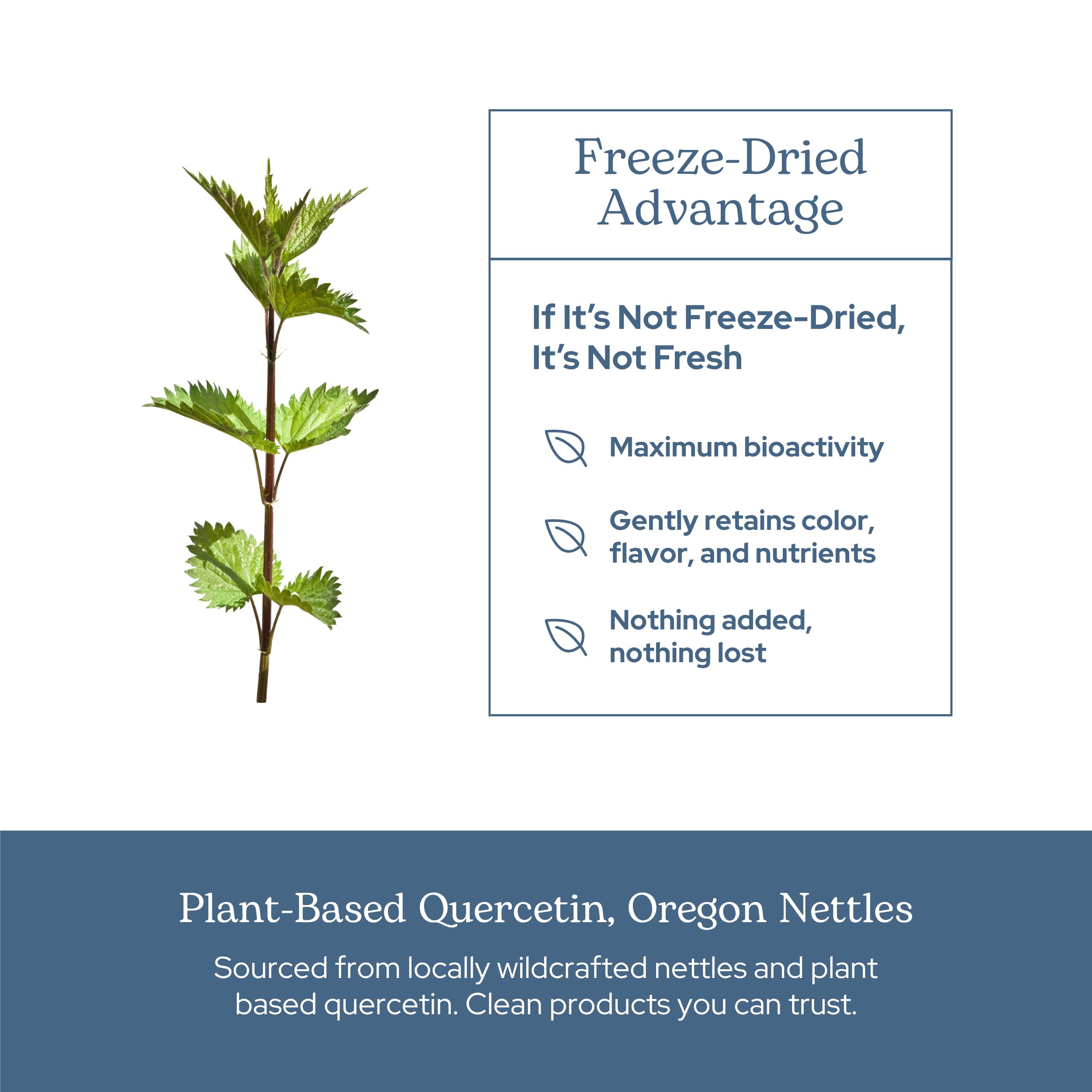 ECLECTIC INSTITUTE Nettle Supplement with fresh nettles