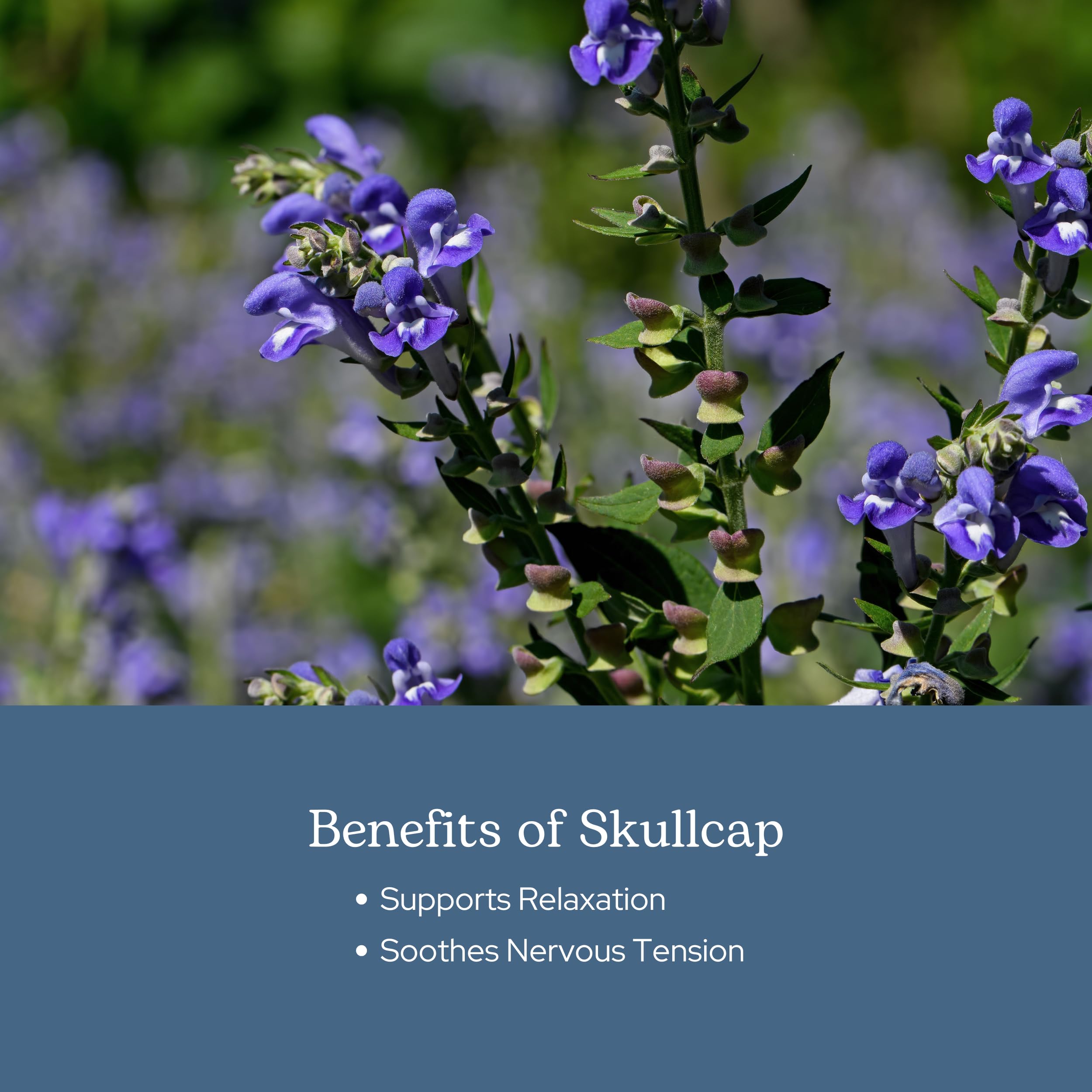 ECLECTIC INSTITUTE Skullcap Capsules in a lifestyle setting