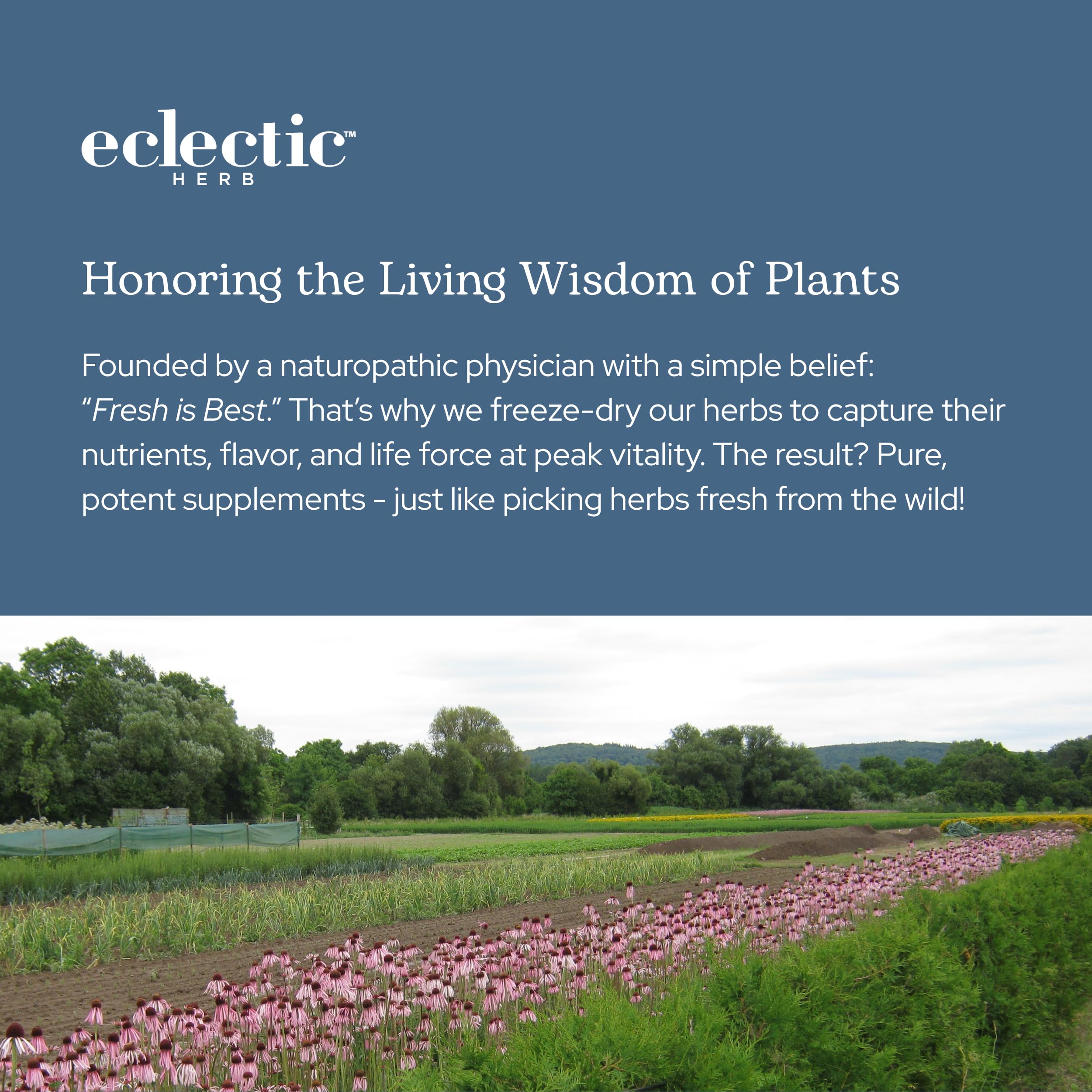 ECLECTIC INSTITUTE Skullcap Capsules opened to show contents