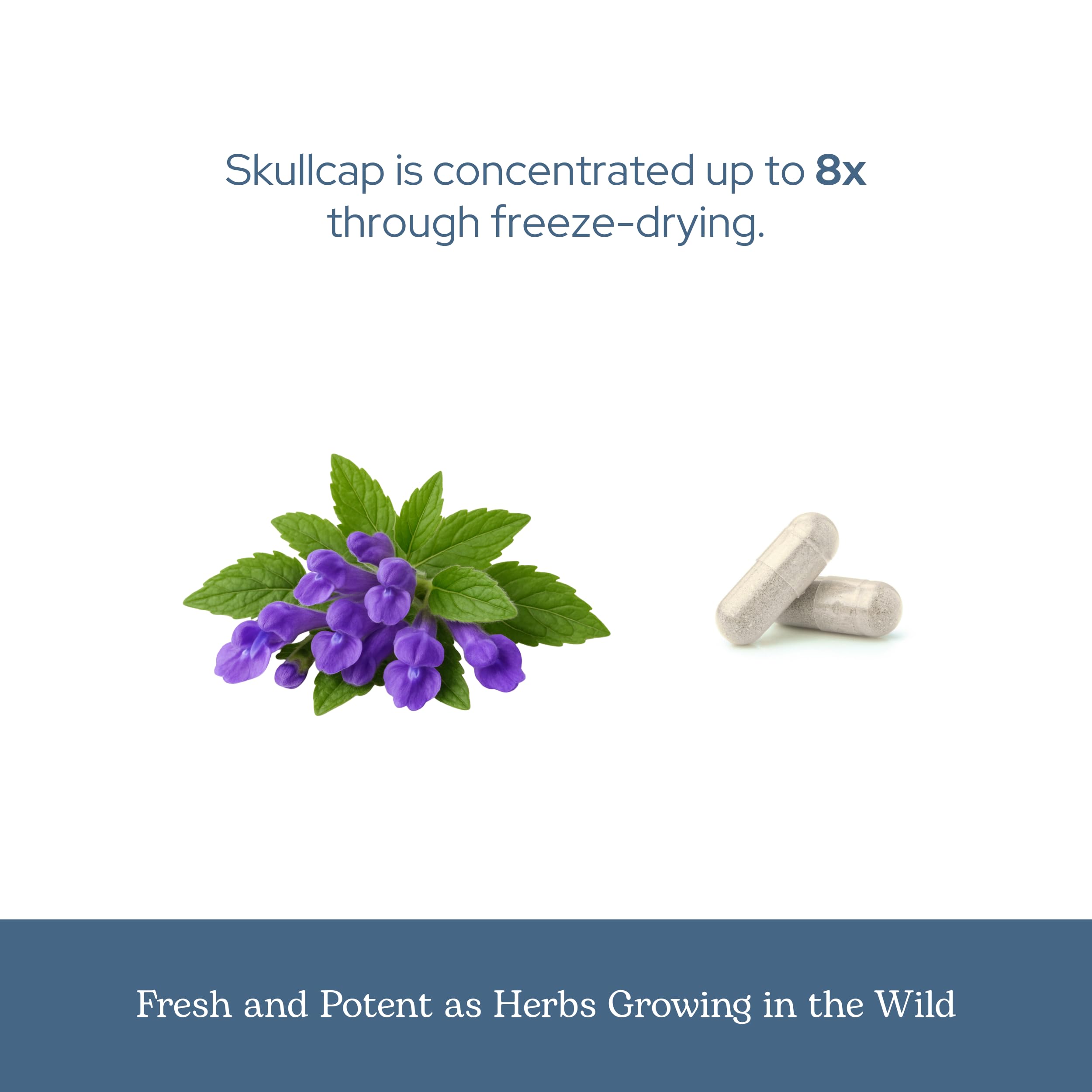 ECLECTIC INSTITUTE Skullcap Capsules with a measuring spoon