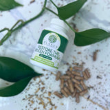 Elanen Naturals Gui Pi Wan capsules in hand
