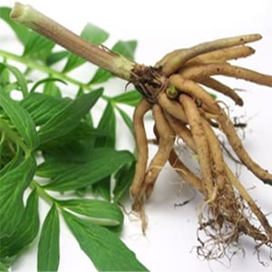 ELP ESSENTIAL Valerian Root Capsules 500mg on wooden table