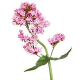 ELP ESSENTIAL Valerian Root Capsules 500mg packaging