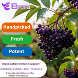 ELSORY Elvera Elderberry capsules in a hand