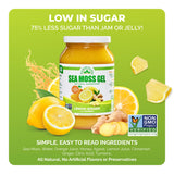 EverSmith Organics Sea Moss Gel on a kitchen counter