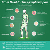 Femmetra Liposomal Lymphatic Drainage Drops 60ml natural raspberry flavour