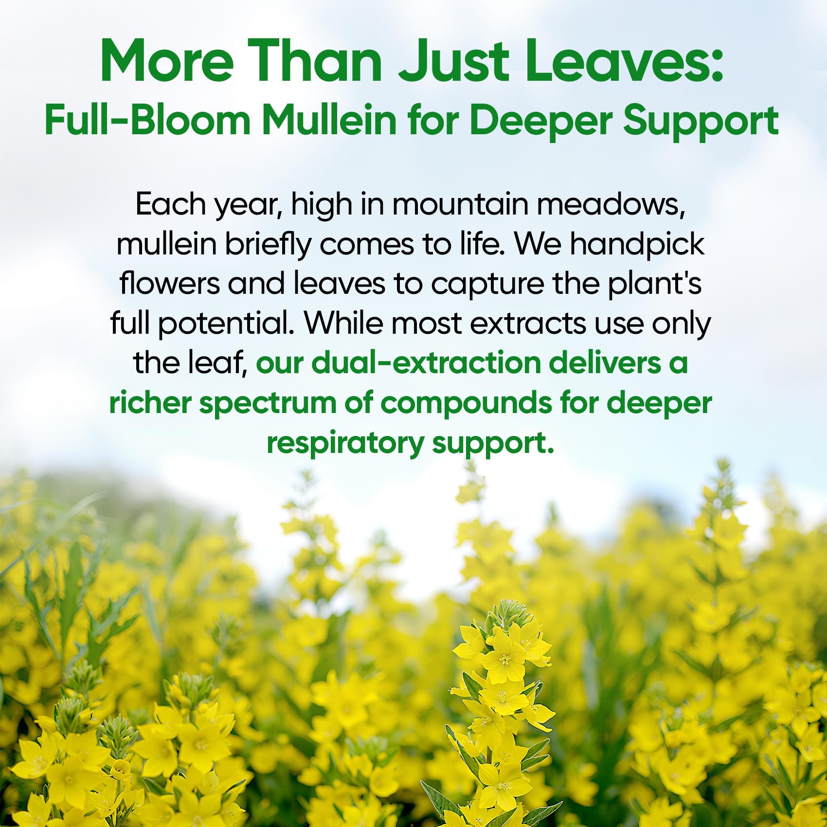 Fidus Mullein Flower & Leaf Extract 290g bottle with label