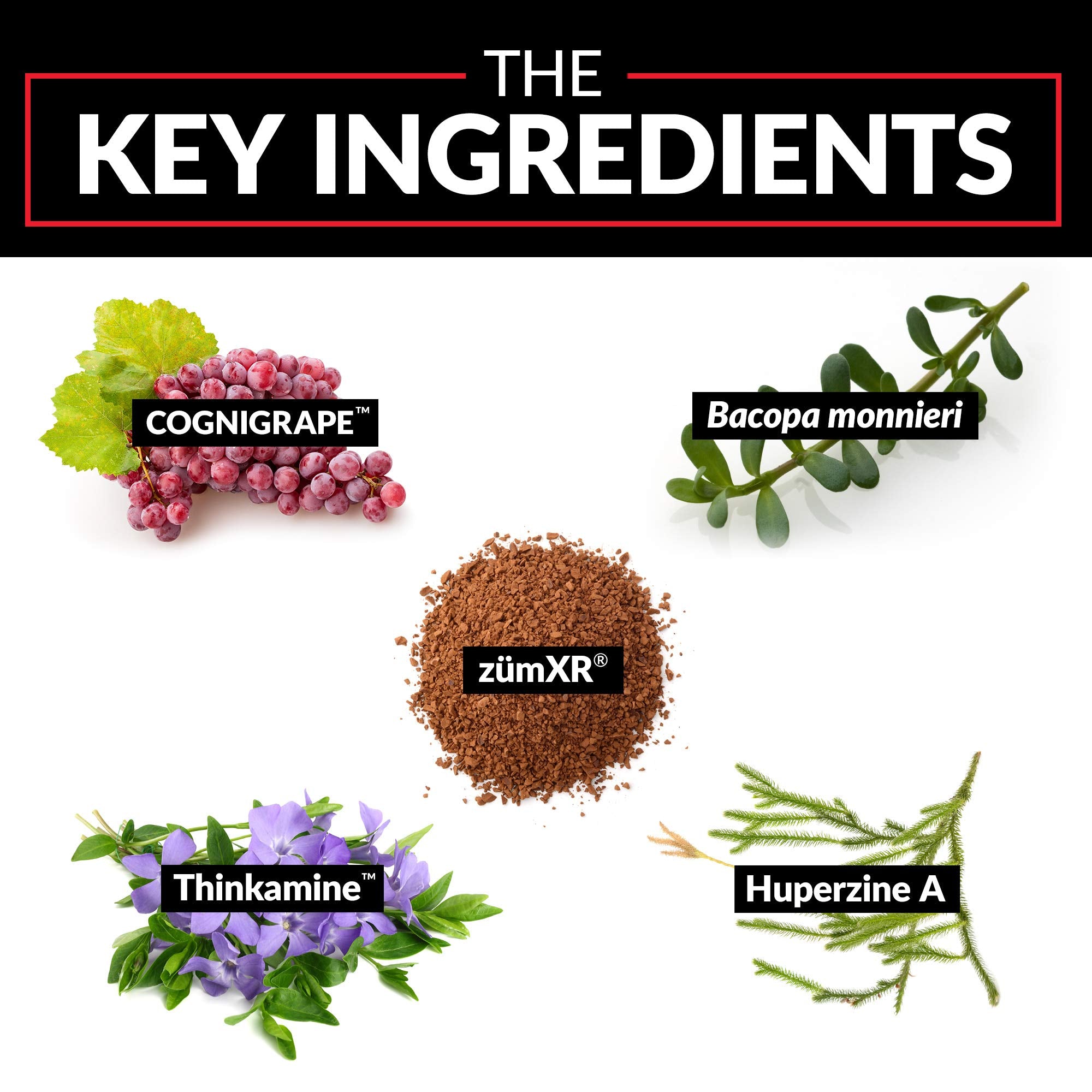 Force Factor Forebrain ingredients list close-up
