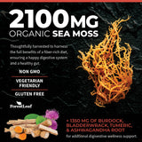 ForestLeaf Organic Sea Moss Capsules 750mg on wooden table