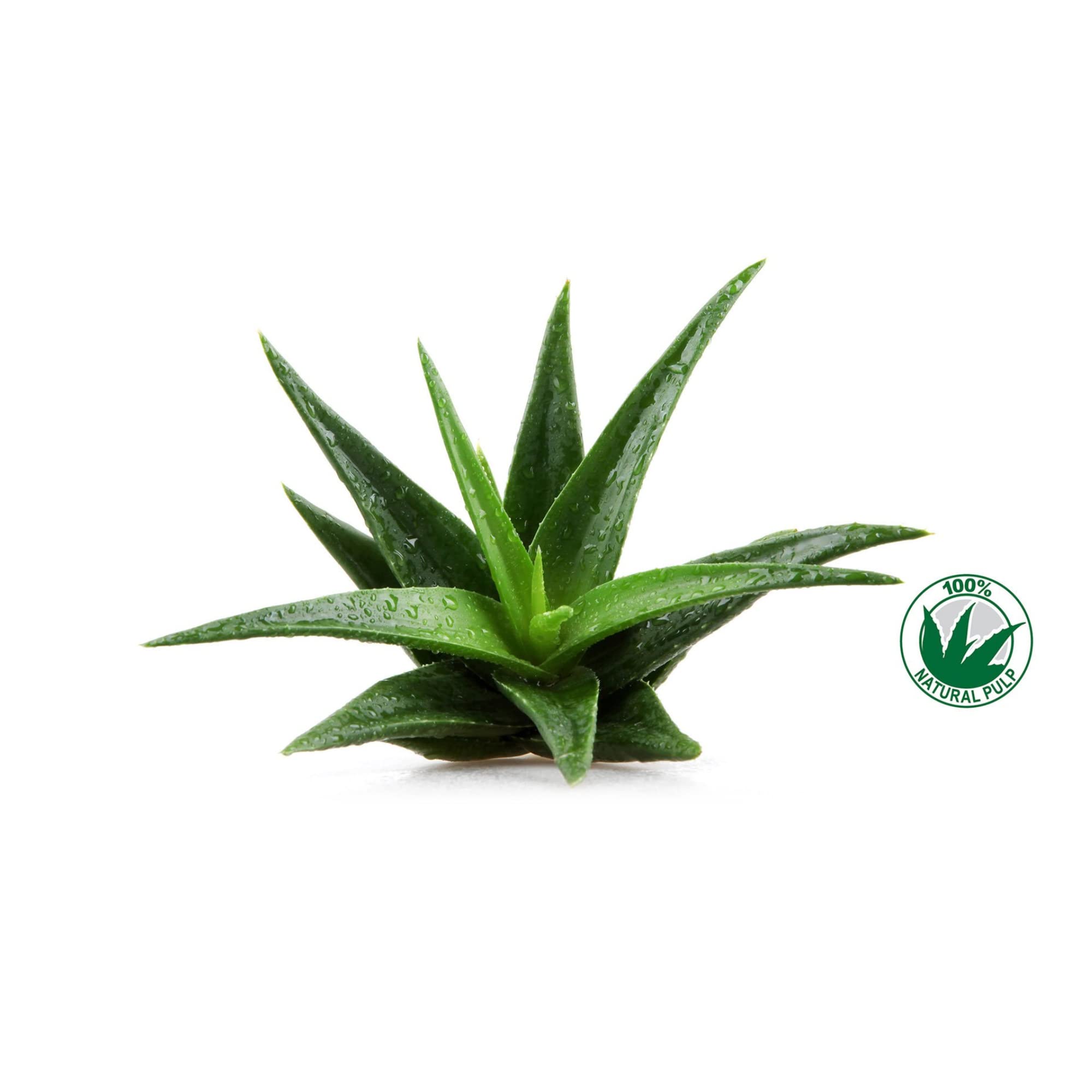 Frela Pure Organic Aloe Vera Gel 12 Ounce texture close-up