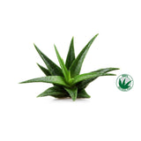 Frela Pure Organic Aloe Vera Gel 12 Ounce texture close-up