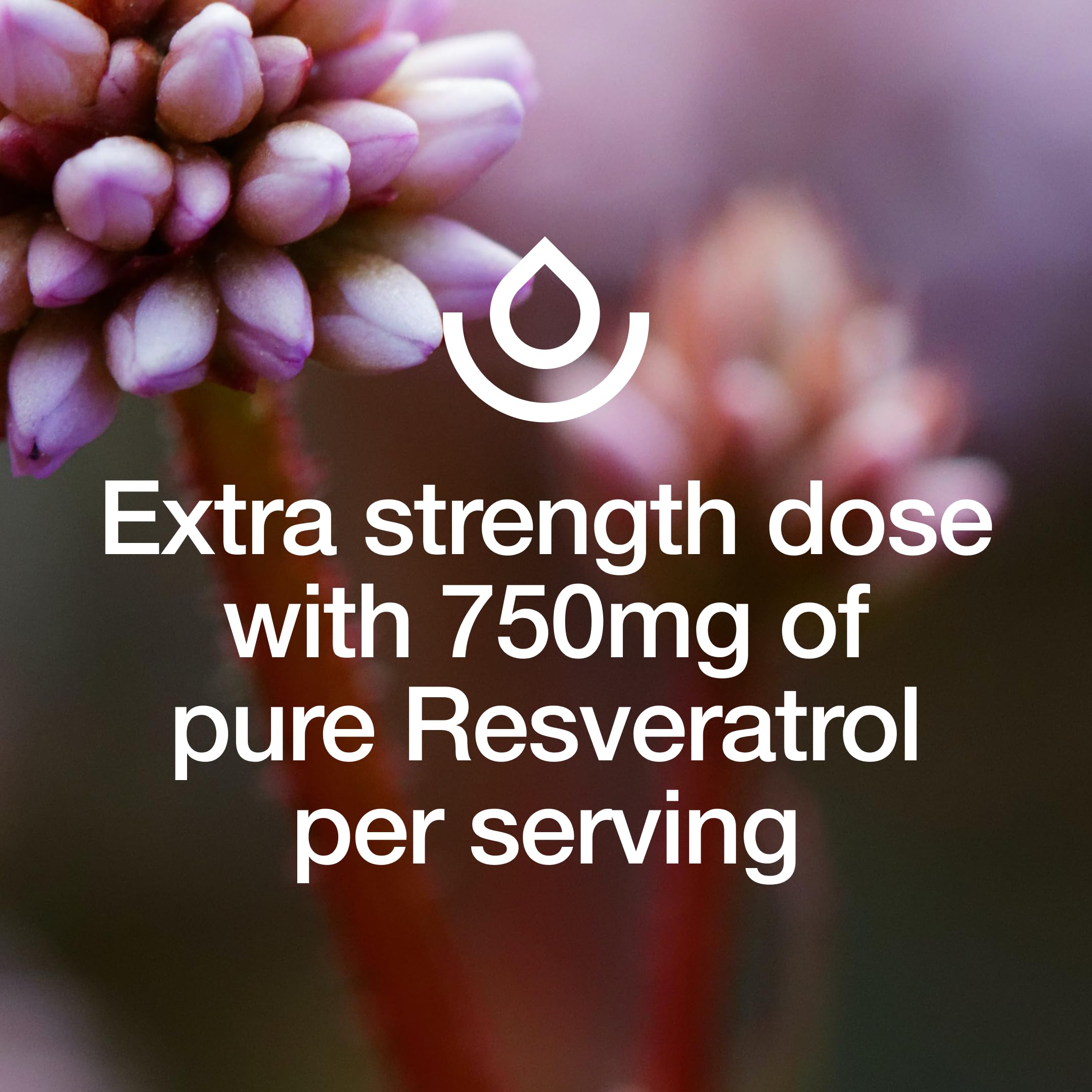 Fresh Nutrition Resveratrol Supplement 750mg capsules in hand