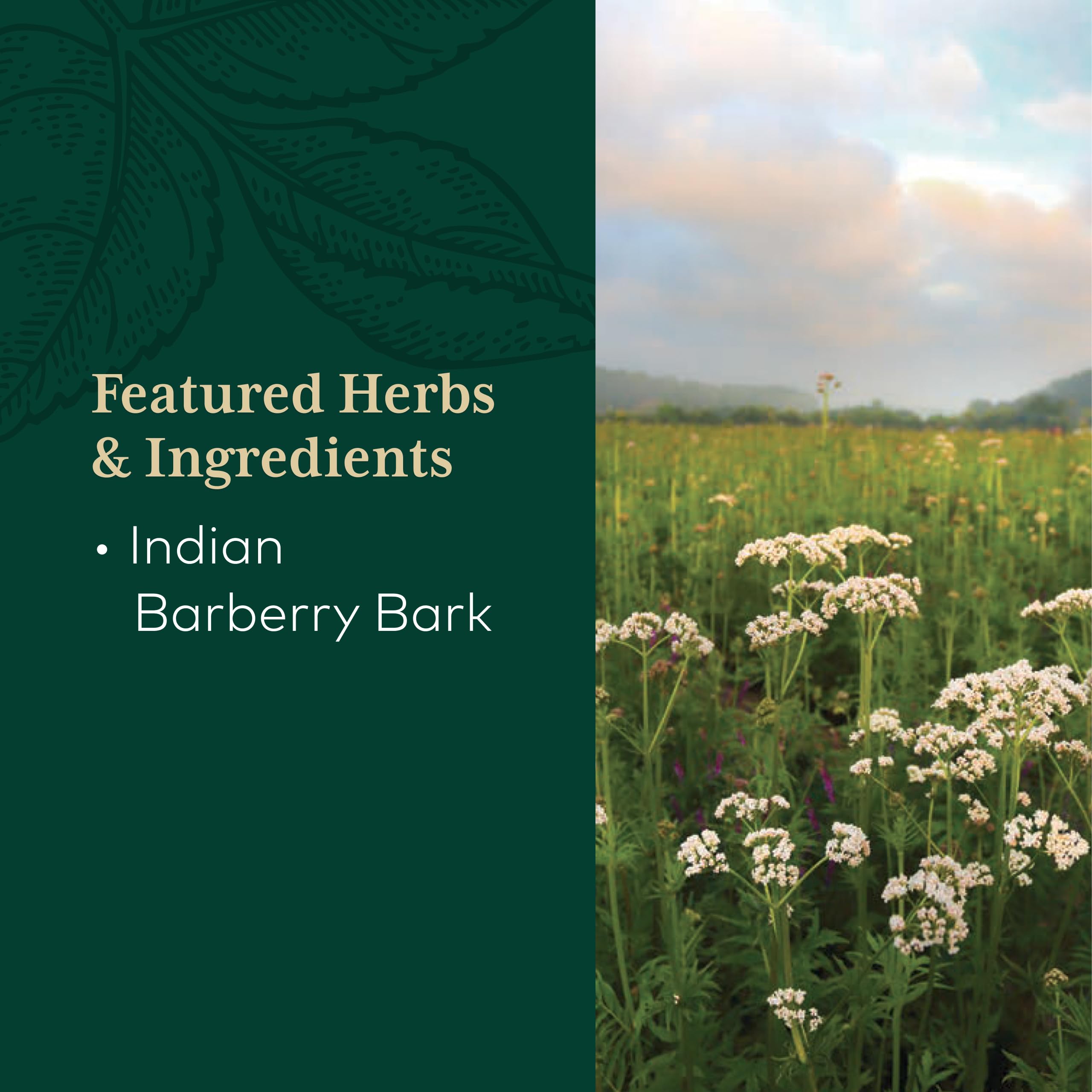 Gaia Herbs PRO Berberine Supplement 500mg capsules