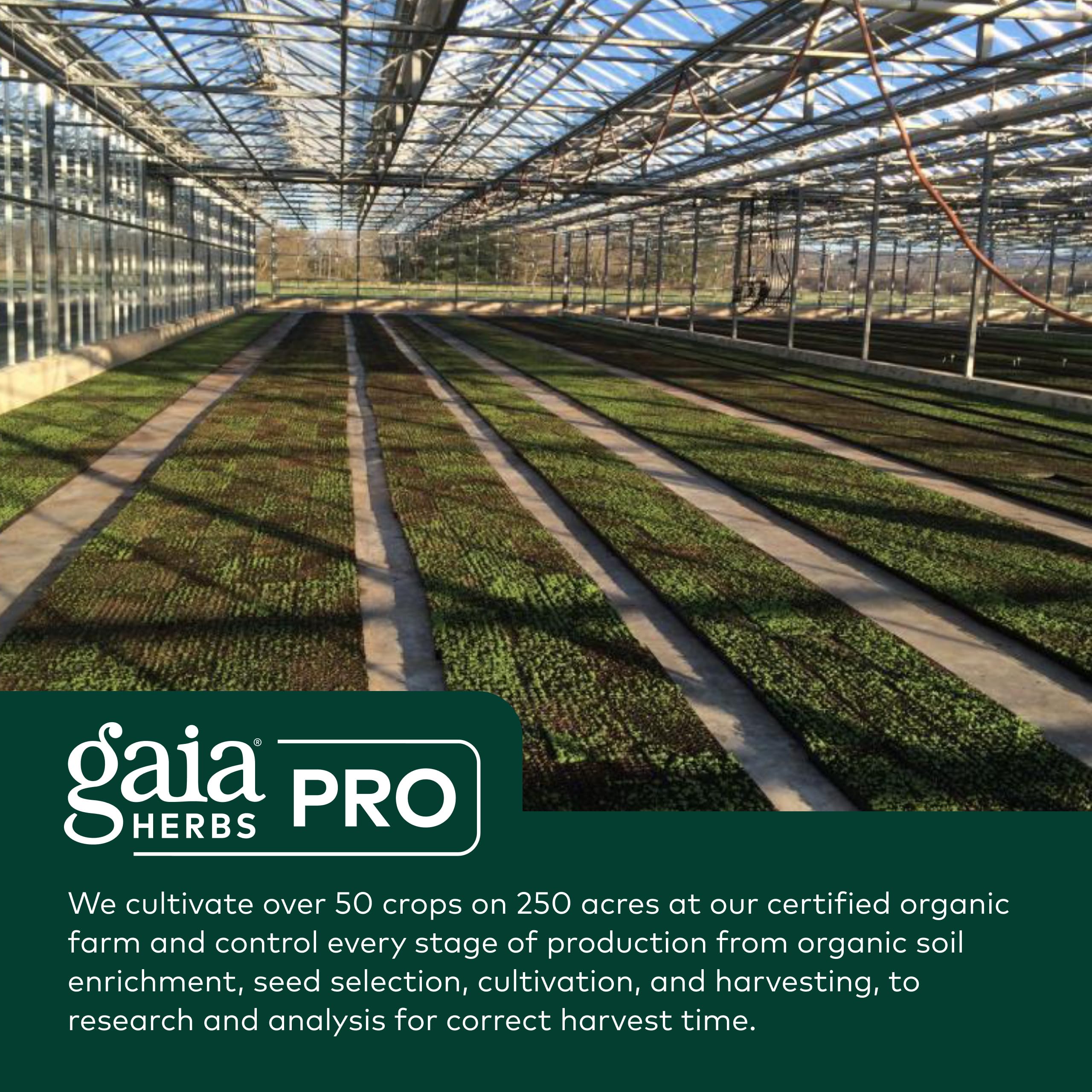 Gaia Herbs PRO Berberine Supplement 500mg lifestyle scene