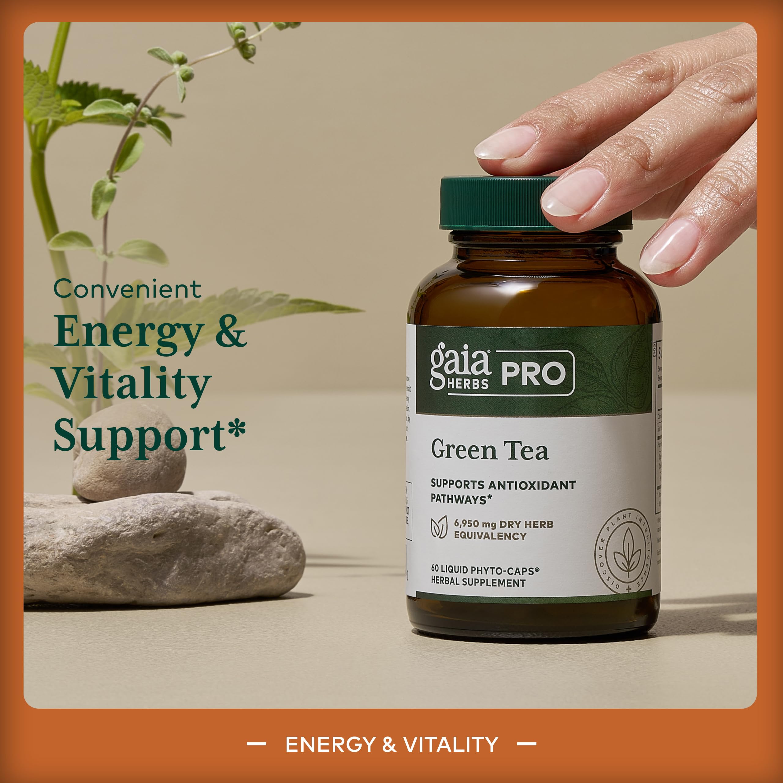 Gaia Herbs PRO Green Tea Extract capsule close-up