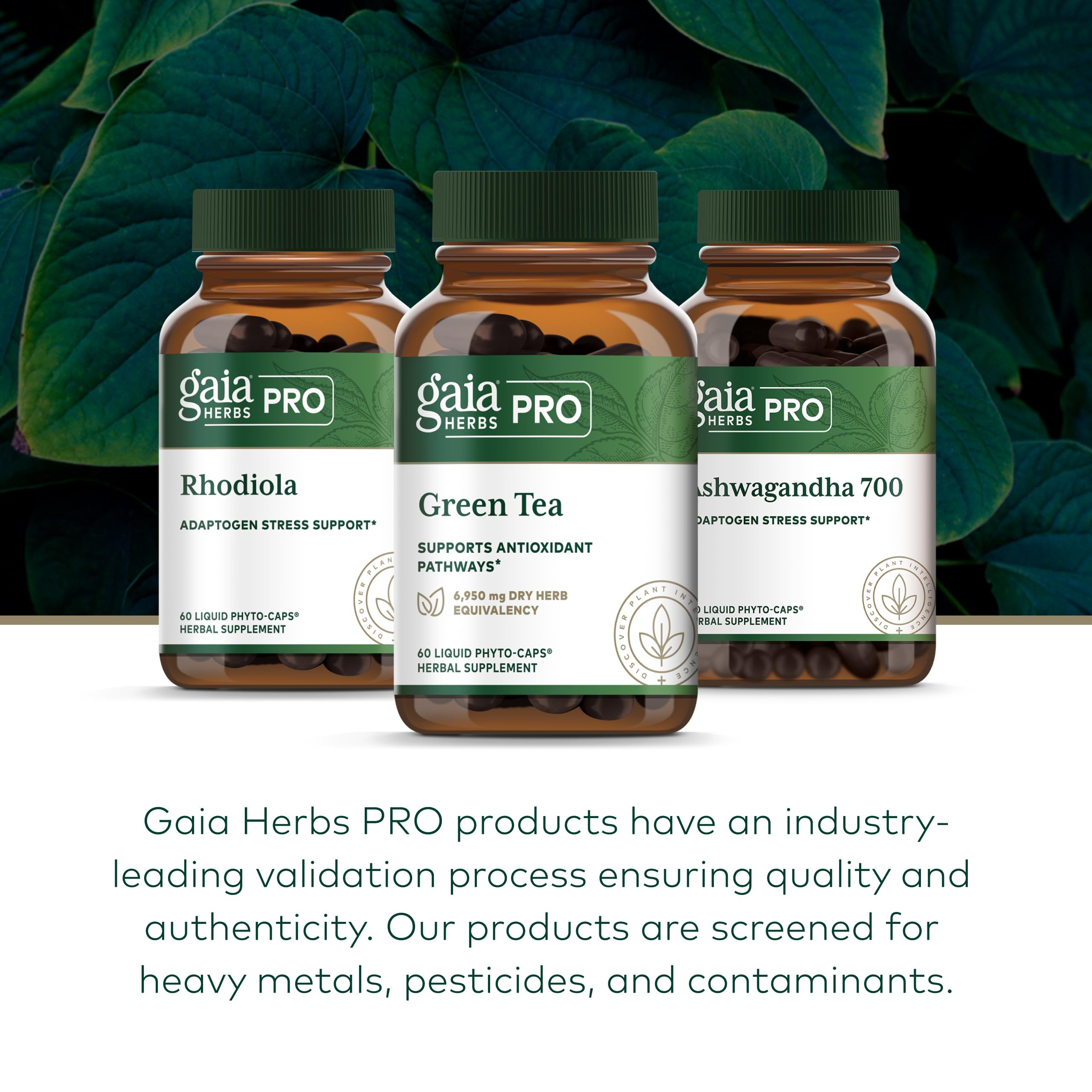 Gaia Herbs PRO Green Tea Extract on a wooden table